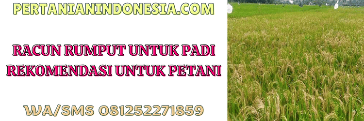 racun,rumput,untuk,padi,pertanian indonesia